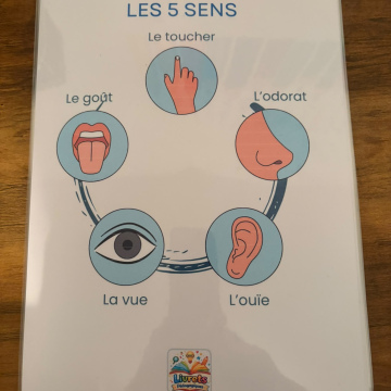 LES 5 SENS